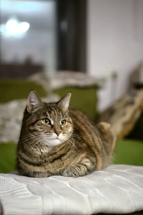 Cute Cat Phone Wallpaper · pets · 1440×2160