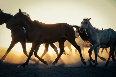 At 4K Duvar Kağıdı · animals · 3840×2560