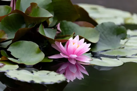 Sfondo Fiore di loto 4K · flowers · 3840×2561