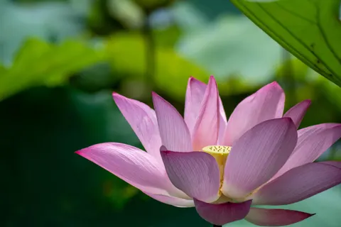 कमल 4K वॉलपेपर · flowers · 3840×2560