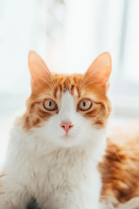 Cute Cat Phone Wallpaper · pets · 1440×2160