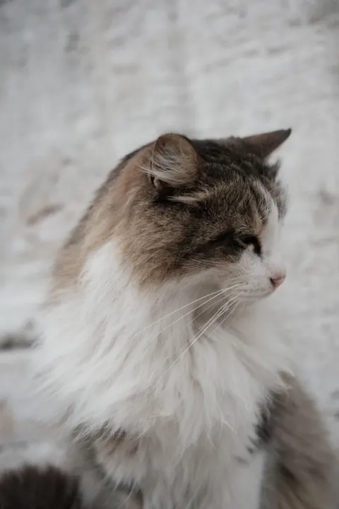 Niedliche Katze Handy-Hintergrundbild · pets · 1440×2160