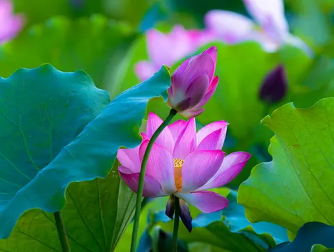 Wallpaper Teratai 4K · flowers · 3840×2892
