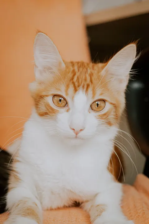 Cute Cat Phone Wallpaper · pets · 1440×2160