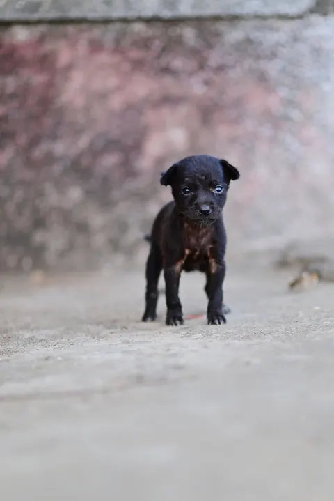 पिल्ला मोबाइल वॉलपेपर · pets · 1440×2157