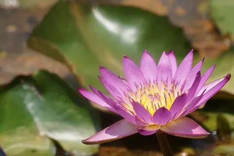 Wallpaper Teratai 4K · flowers · 3840×2560