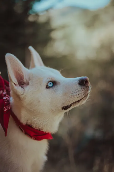 Puppy Phone Wallpaper · pets · 1440×2160