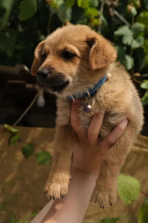 Puppy Phone Wallpaper · pets · 1440×2160