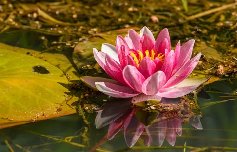 Lotus 4K Wallpaper · flowers · 3840×2469