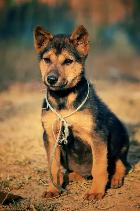 Puppy Phone Wallpaper · pets · 1440×2160