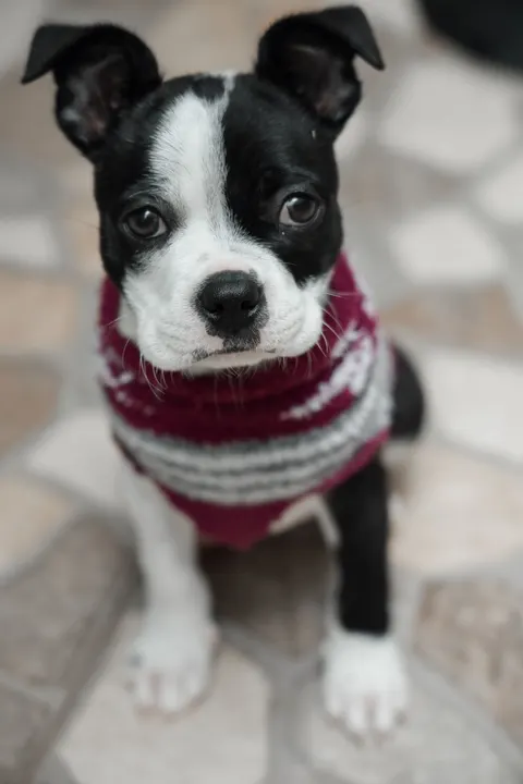 Puppy Phone Wallpaper · pets · 1440×2160