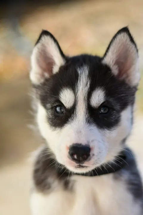 Puppy Phone Wallpaper · pets · 1440×2160