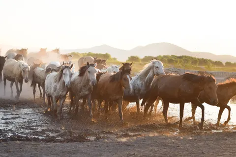 Sfondo Cavallo 4K · animals · 3840×2560