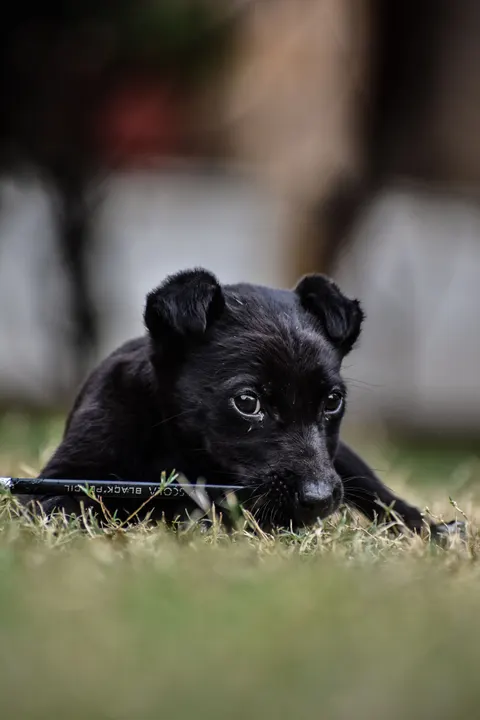 Puppy Phone Wallpaper · pets · 1440×2160