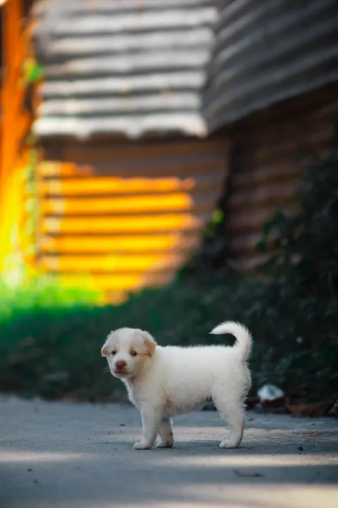 Puppy Phone Wallpaper · pets · 1440×2160