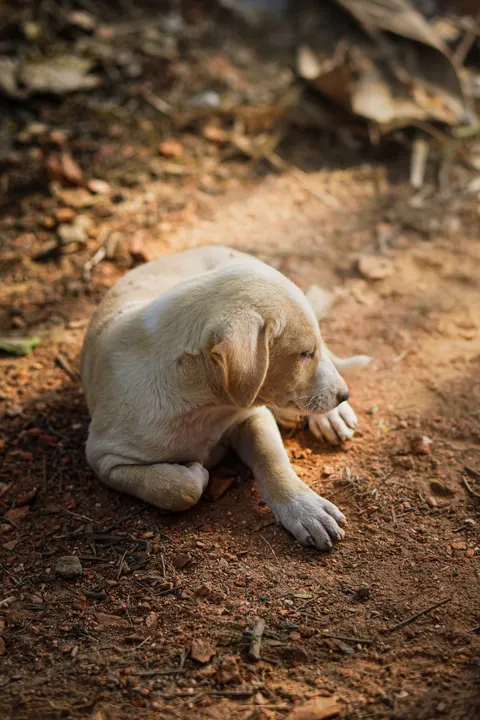 Puppy Phone Wallpaper · pets · 1440×2160