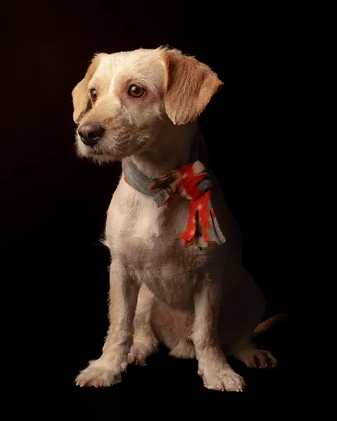 Puppy Phone Wallpaper · pets · 1440×1800