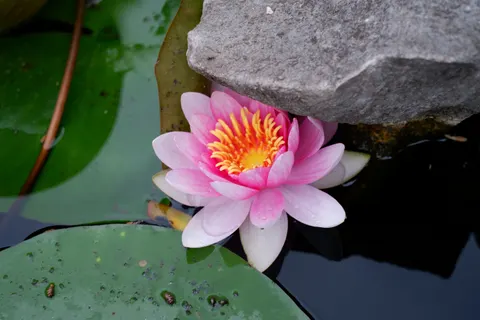 연꽃 4K 배경화면 · flowers · 3840×2560