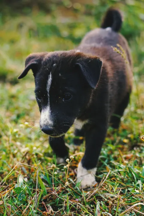 Puppy Phone Wallpaper · pets · 1440×2160