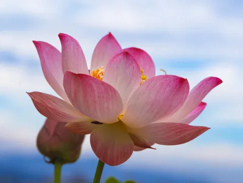 خلفية لوتس بدقة 4K · flowers · 3840×2892