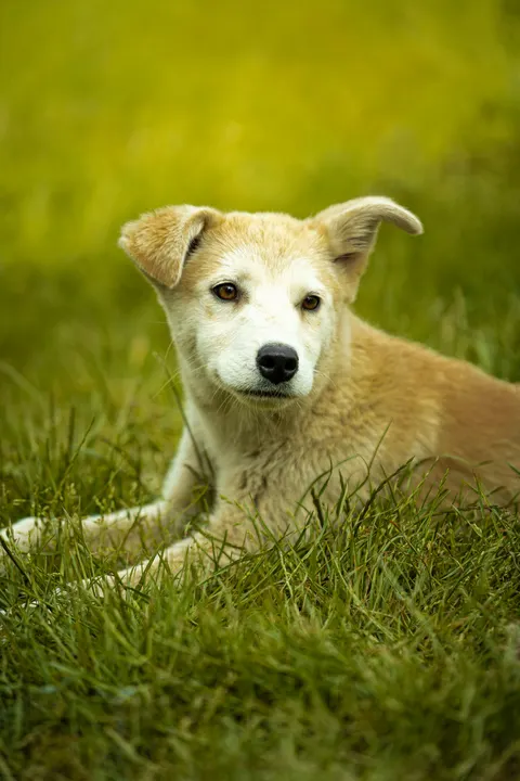Puppy Phone Wallpaper · pets · 1440×2160