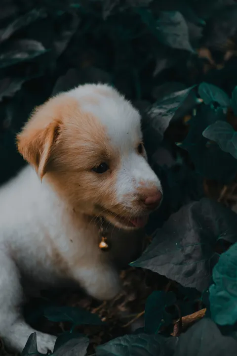 Puppy Phone Wallpaper · pets · 1440×2160