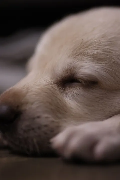 Puppy Phone Wallpaper · pets · 1440×2159