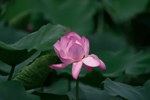 कमल 4K वॉलपेपर · flowers · 3840×2560