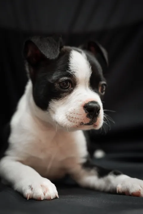 पिल्ला मोबाइल वॉलपेपर · pets · 1440×2160