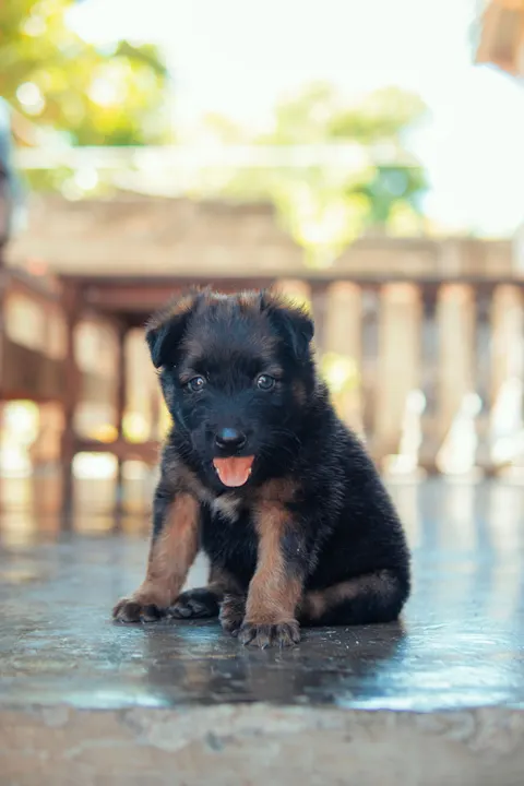 Puppy Phone Wallpaper · pets · 1440×2160
