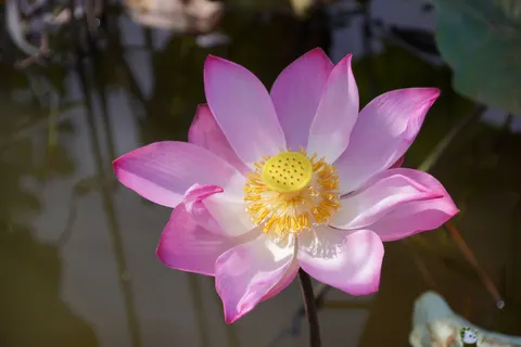 蓮花 4K桌布 · flowers · 3840×2560