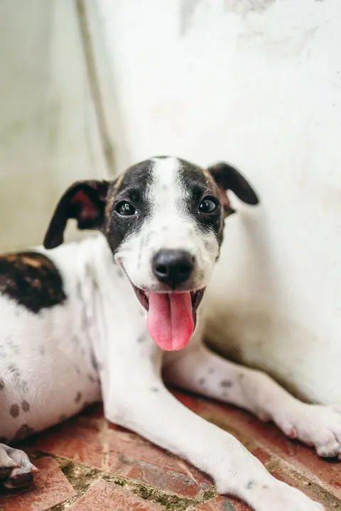 Puppy Phone Wallpaper · pets · 1440×2160