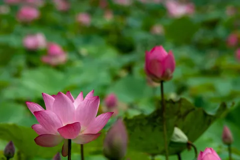Wallpaper Teratai 4K · flowers · 3840×2560