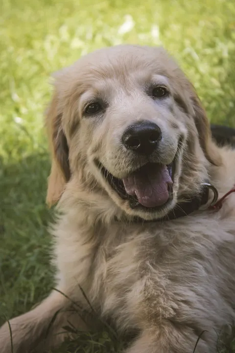 Puppy Phone Wallpaper · pets · 1440×2160