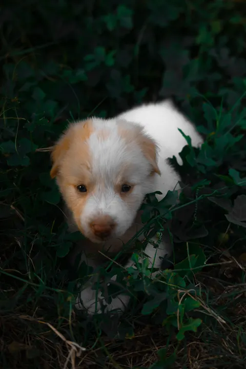 Puppy Phone Wallpaper · pets · 1440×2160