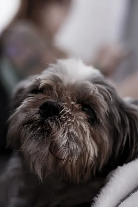 Puppy Telefoon Achtergrond · pets · 1440×2160