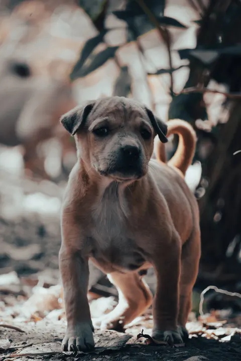 Puppy Phone Wallpaper · pets · 1440×2160