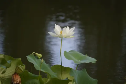 Обои Лотос 4K · flowers · 3840×2560
