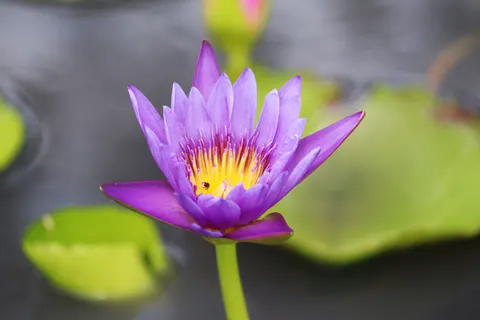 연꽃 4K 배경화면 · flowers · 3840×2560