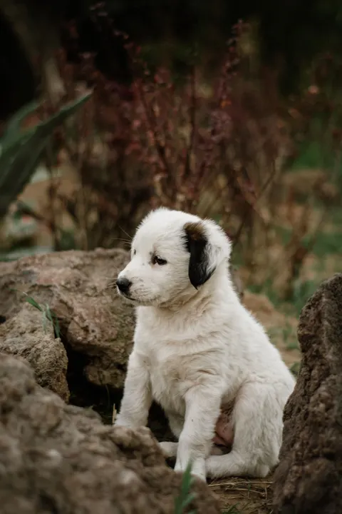Puppy Phone Wallpaper · pets · 1440×2160