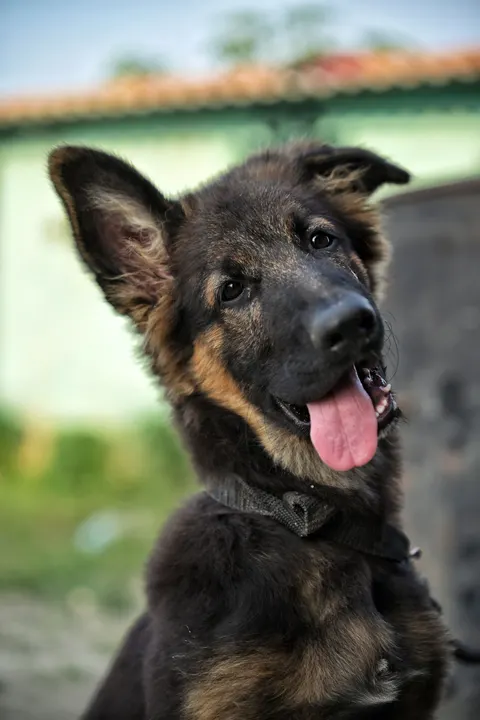 Puppy Phone Wallpaper · pets · 1440×2160