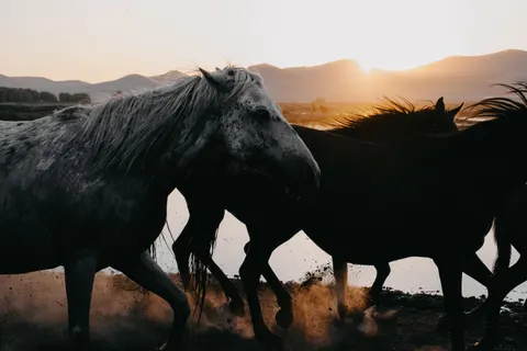 Tapeta Koń 4K · animals · 3840×2560