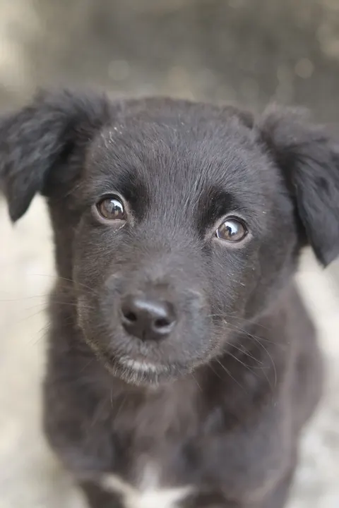Puppy Phone Wallpaper · pets · 1440×2160