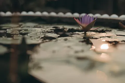والپیپر نیلوفر آبی با کیفیت 4K · flowers · 3840×2560