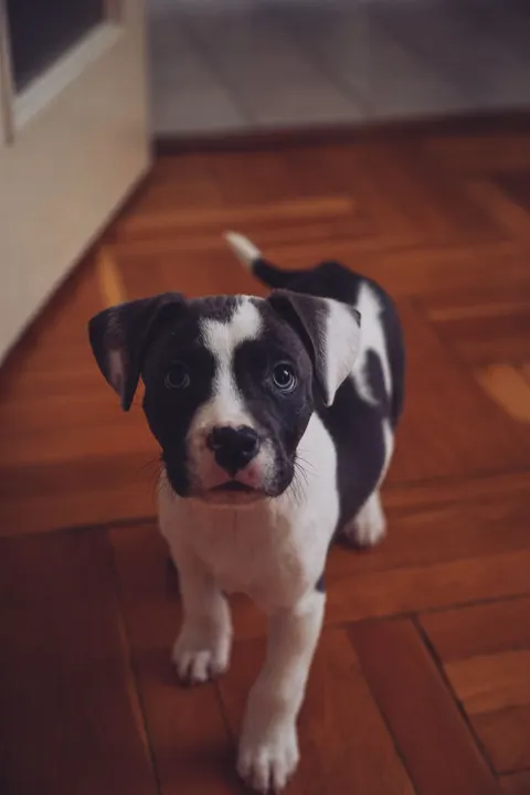 Puppy Phone Wallpaper · pets · 1440×2160