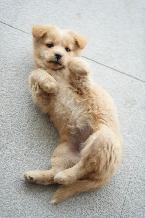 Puppy Phone Wallpaper · pets · 1440×2160