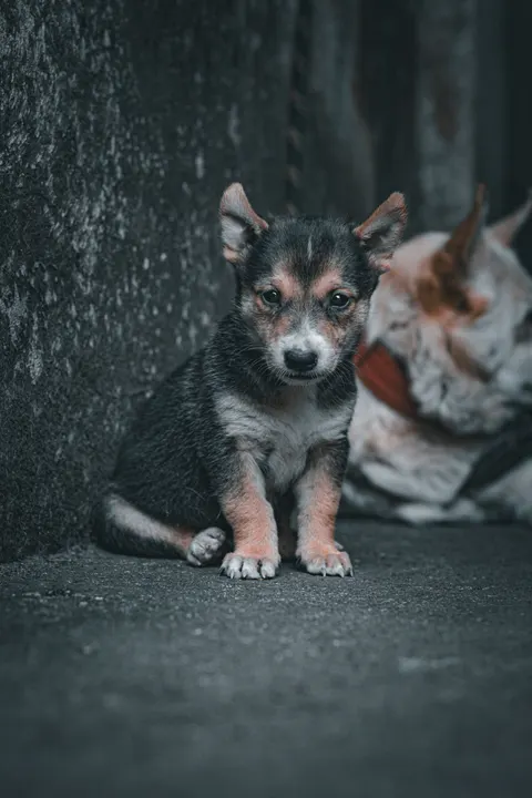 Puppy Phone Wallpaper · pets · 1440×2160