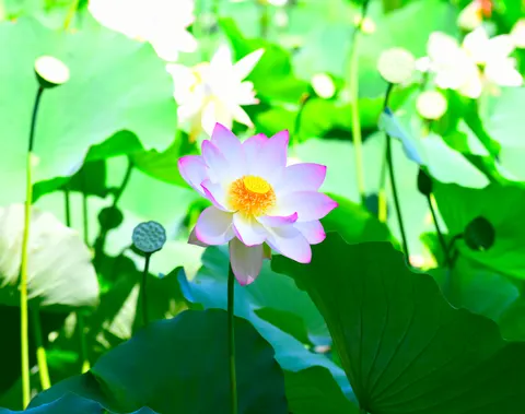 Lotus 4K Wallpaper · flowers · 3840×3032