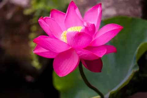 莲花 4K壁纸 · flowers · 3840×2563