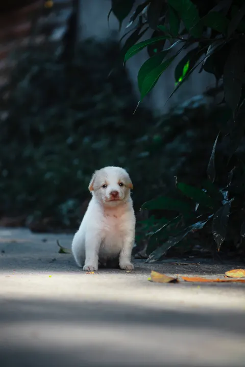Puppy Phone Wallpaper · pets · 1440×2160